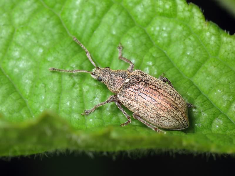 Phyllobius pyri (Linnaeus, 1758)